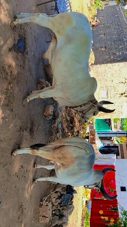 સાટામાં વઢીયારા હોય તો ચાલશે