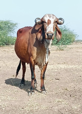 ગીર ગાય વેચવાની છે