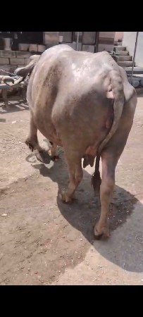 આ ભેંસ વેચવાની છે