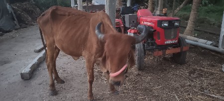 थंबनेल 3