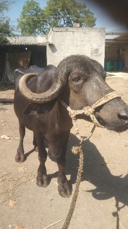 थंबनेल 3