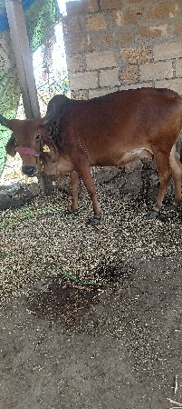 ગાયુ વેચવાની છે