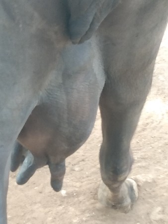 ભેસ‌ વેચવાની