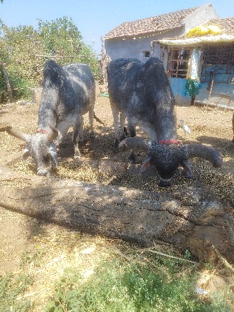 થંબનેલ 3