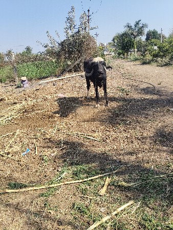 ૨ પાટિયું વેસવાનિછે