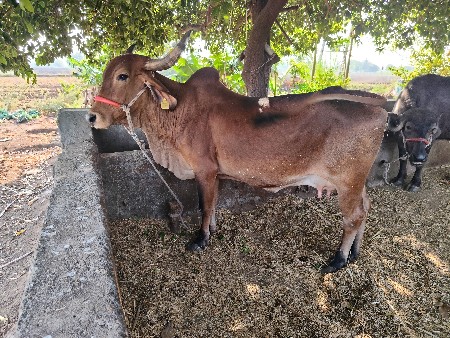 દોઢ મહિના ની વિહાણેલ નીચે વાછડી