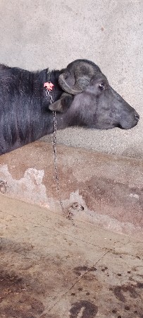 ખડેલી વેચવાની છે