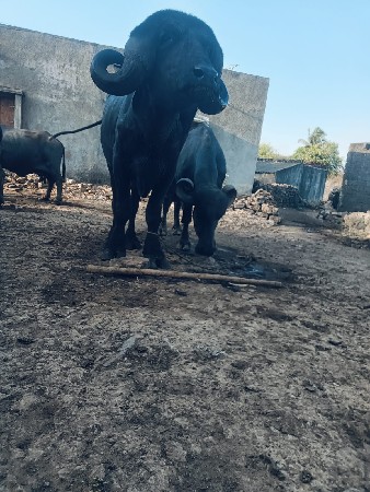 थंबनेल 3