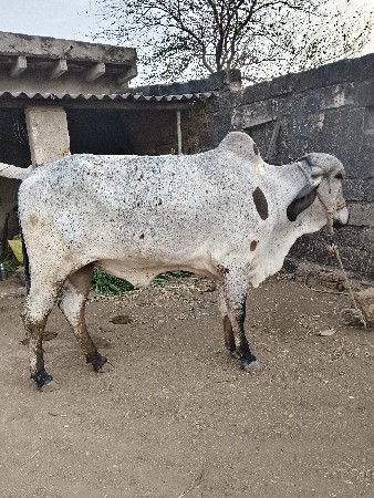 થંબનેલ 2