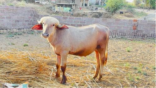 थंबनेल 2