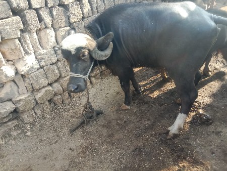 થંબનેલ 3