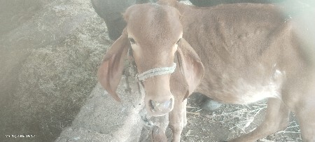 થંબનેલ 2