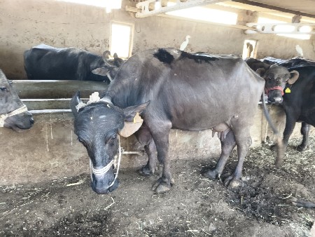 ભેંસ વેચવાની છે