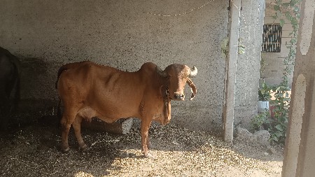 2 વેતર ની હોડ કી વેચવા ની છે