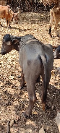 પાડો અઢી વરસનો