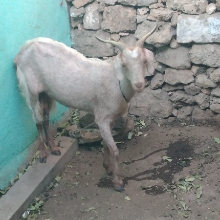 બકરી બચેલી અને પાઠ વેચવાની