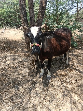 થંબનેલ 3