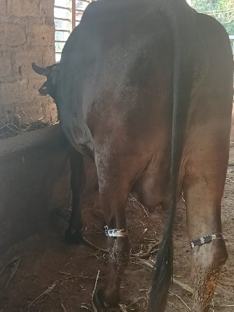 આ ગીર ક્રોસ ઓળકુ વેચવાનો છે