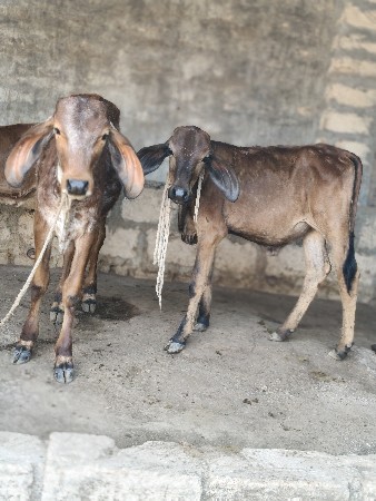 થંબનેલ 3