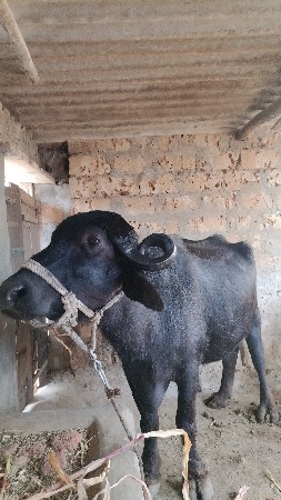 વેચવાની છે