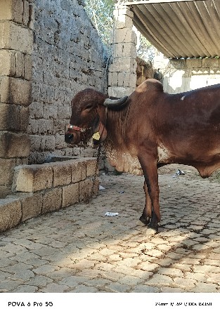 gir cow