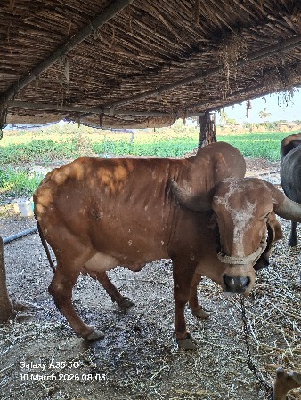 થંબનેલ 2