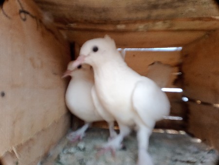 થંબનેલ 2