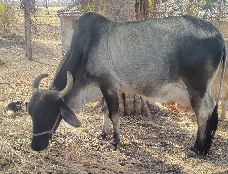 थंबनेल 2