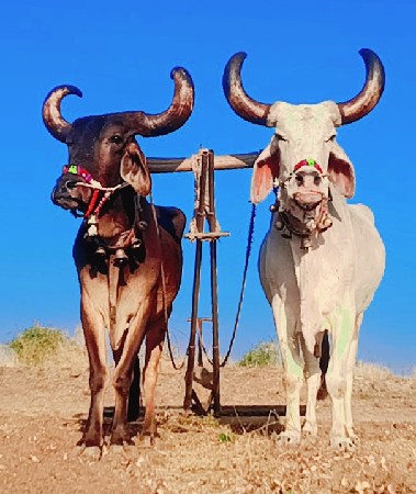 થંબનેલ 3