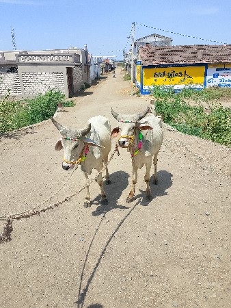 ગોડલા વેચવાના