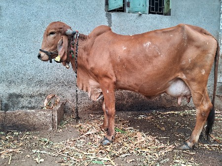 થંબનેલ 2