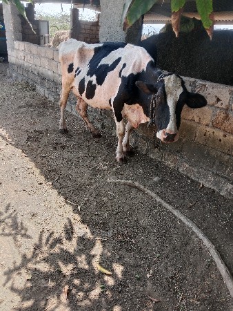 थंबनेल 3