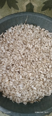 લસણ ની કળી વેશવાની છે