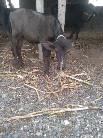 થંબનેલ 3