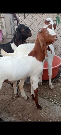 બકરા વેચવાના છે