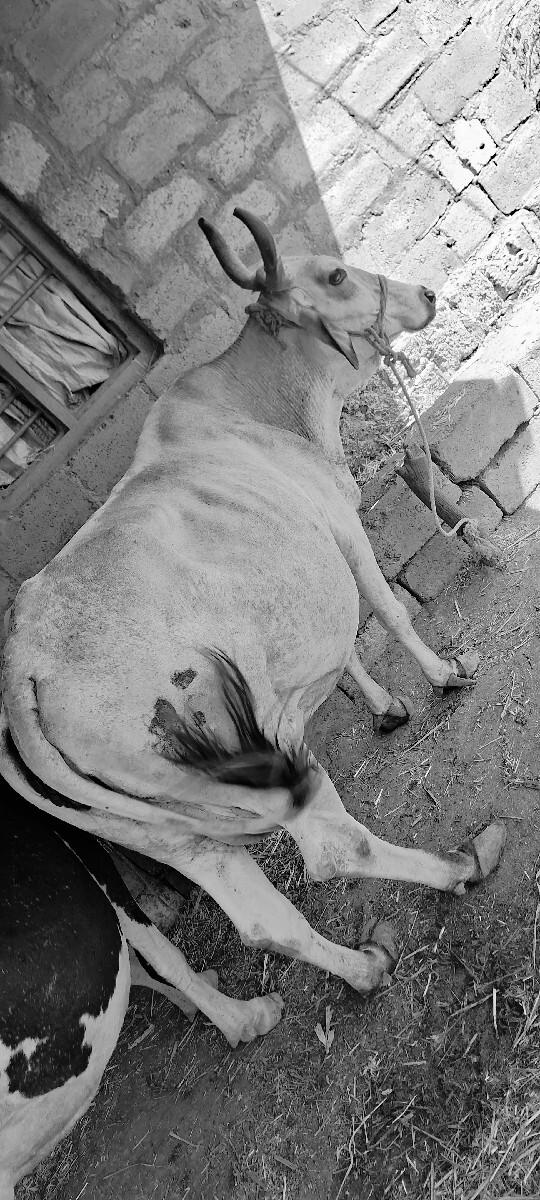 વેચવાની છે