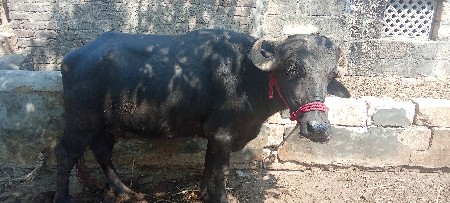 ભેંસ વેચવાની છે