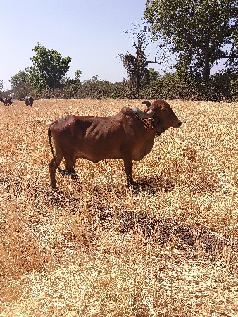 આ ગાય વેચવાની છે