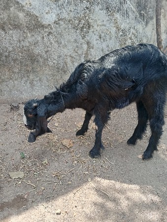 વેચવાની છે