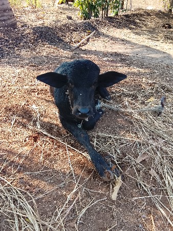 ભેંસ વેચવાની છે