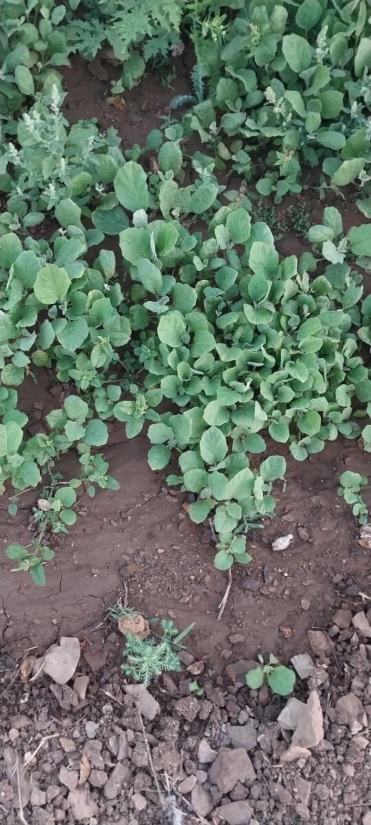 ભટયા રીગણી નૉ રૉપ