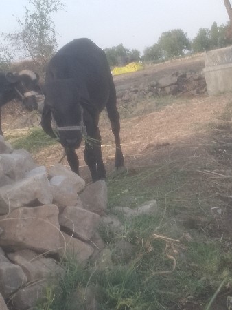 વેચવાની છે