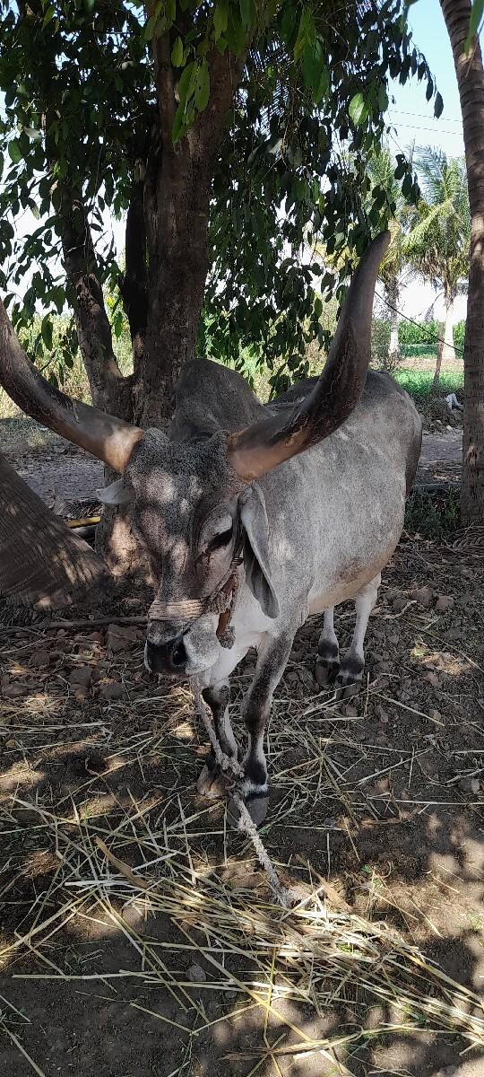 थंबनेल 3