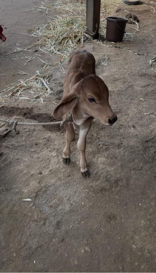 થંબનેલ 3