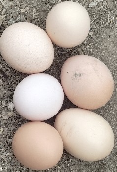 Desi Ida vecha vana che