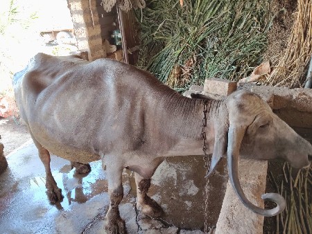 थंबनेल 3