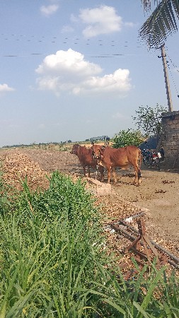 વાસડા વેસવાના છે