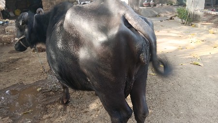 थंबनेल 3