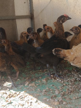 थंबनेल 2