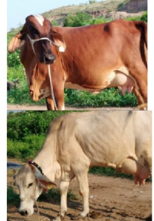 9/10દુધ હતૂ ગયાવેતરમા